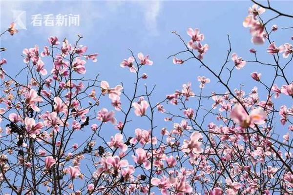 澳洲大學(xué)八大名校解析 